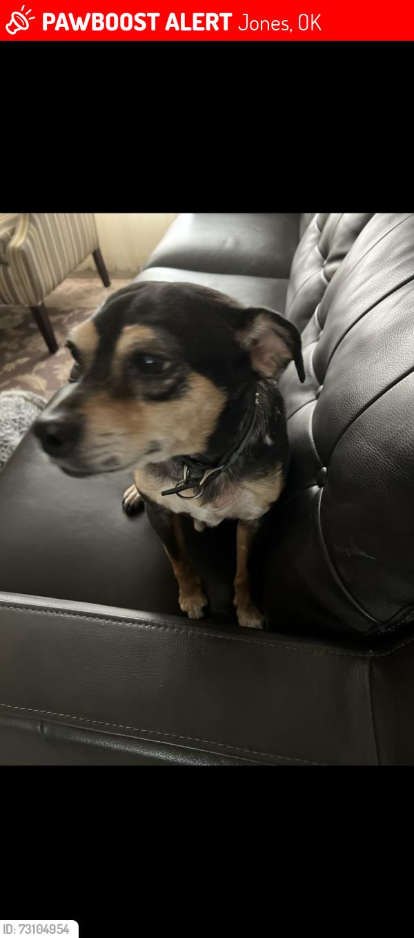 Lost Male Dog last seen 122nd and Douglas, Jones, OK 73049