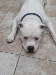 Reunited Male Dog last seen OKLAHOMA CITY COMMUNITY COLLEGE, Oklahoma City, OK 73159