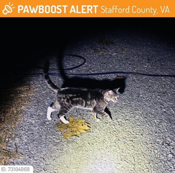 Found/Stray Unknown Cat last seen Mountain View RdAnd Guy Lane, Stafford County, VA 22554