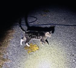 Found/Stray Unknown Cat last seen Mountain View RdAnd Guy Lane, Stafford County, VA 22554