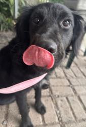 Found/Stray Female Dog last seen Highlands, TX, Highlands, TX 77562