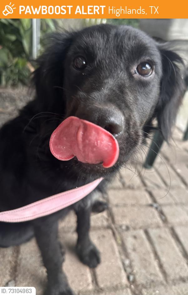 Found/Stray Female Dog last seen Highlands, TX, Highlands, TX 77562