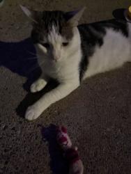 Found/Stray Male Cat last seen In between Tulip st and Memphis & Somerset and Auburn, Philadelphia, PA 19134
