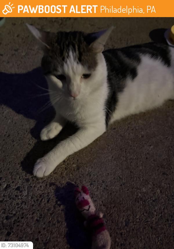 Found/Stray Male Cat last seen In between Tulip st and Memphis & Somerset and Auburn, Philadelphia, PA 19134
