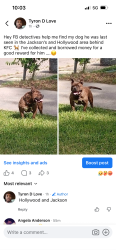 Lost Male Dog last seen KFC on Jackson and Hollywood, Memphis, TN 38108