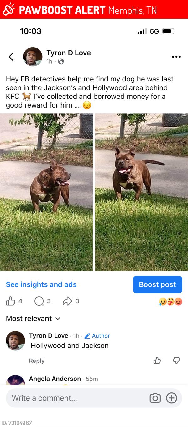 Lost Male Dog last seen KFC on Jackson and Hollywood, Memphis, TN 38108