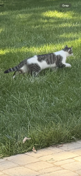 Lost Male Cat last seen Cleveland highway clermont, ga, Clermont, GA 30527