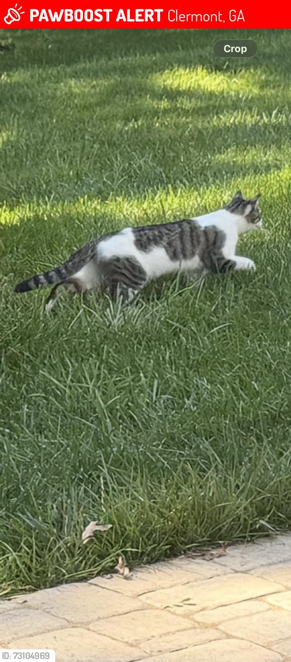 Lost Male Cat last seen Cleveland highway clermont, ga, Clermont, GA 30527