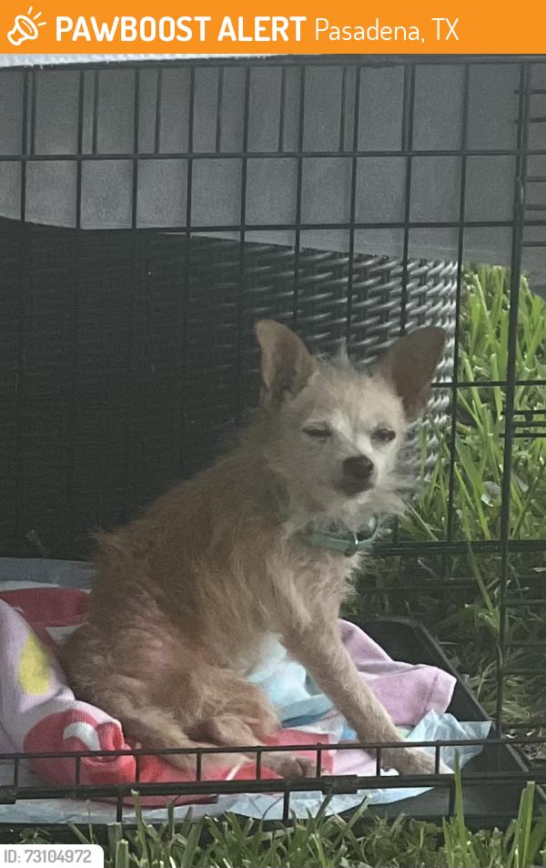 Found/Stray Female Dog last seen Fairmont and Preston, Pasadena, TX 77504