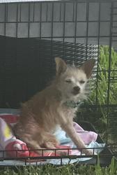 Found/Stray Female Dog last seen Fairmont and Preston, Pasadena, TX 77504