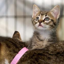 Shelter Stray Female Cat last seen , 2350 Appling City Cove, Memphis, TN 38133, USA