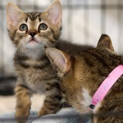 Shelter Stray Male Cat last seen , 2350 Appling City Cove, Memphis, TN 38133, USA