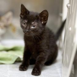 Shelter Stray Female Cat last seen , 2350 Appling City Cove, Memphis, TN 38133, USA