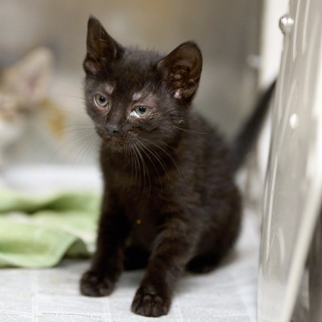 Shelter Stray Female Cat last seen , 2350 Appling City Cove, Memphis, TN 38133, USA