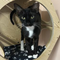Shelter Stray Female Cat last seen , 8020 Washington St, Port Richey, FL 34668, USA