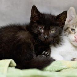 Shelter Stray Female Cat last seen , 2350 Appling City Cove, Memphis, TN 38133, USA
