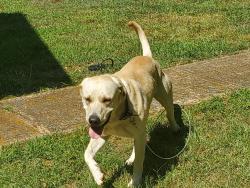 Found/Stray Male Dog last seen Hwy 441, Commerce Station RV Resort, Commerce, GA 30529