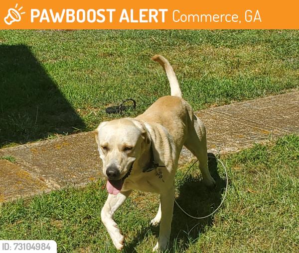 Found/Stray Male Dog last seen Hwy 441, Commerce Station RV Resort, Commerce, GA 30529