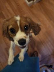Reunited Female Dog last seen Rose & Coke, Bellflower, CA 90706