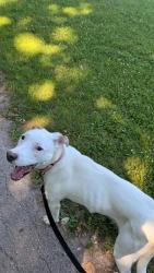 Lost Female Dog last seen Kimberly ave, Kimberly, WI 54136