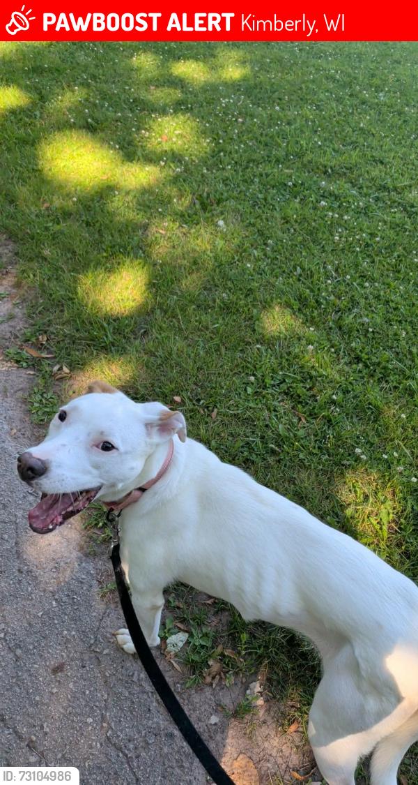 Lost Female Dog last seen Kimberly ave, Kimberly, WI 54136
