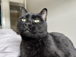 Lost Male Cat last seen Wess roar turn from Taylor st, Saskatoon, SK S7V 0Y3