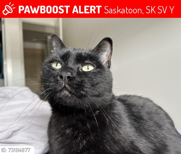 Lost Male Cat last seen Wess roar turn from Taylor st, Saskatoon, SK S7V 0Y3