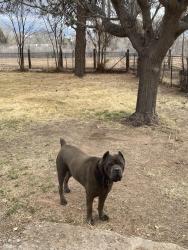 Reunited Male Dog last seen Joe Sanchez rd Sw and Blake rd sw, Albuquerque, NM 87105