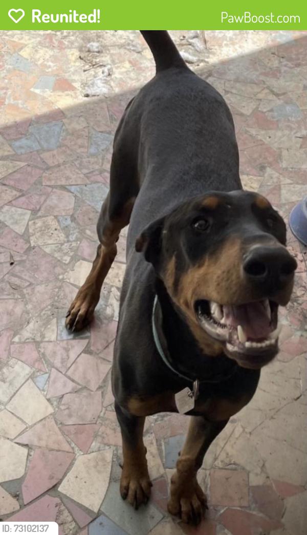 Reunited Male Dog last seen Near Floridana Rd Debary Fl 32713, DeBary, FL 32713