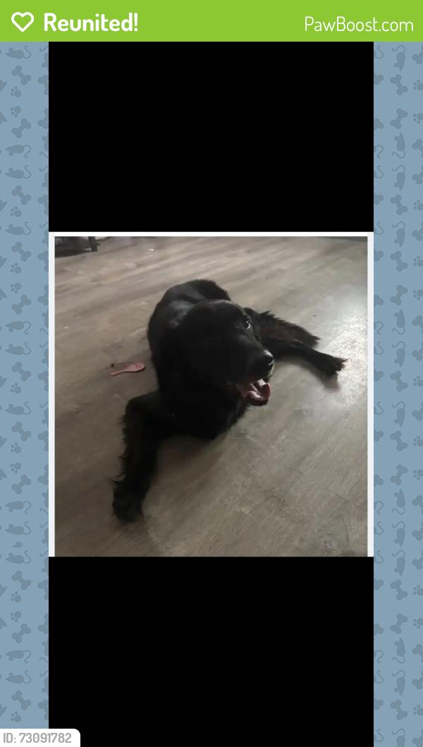 Reunited Male Dog last seen Bayshore gardens , Bradenton, FL 34207