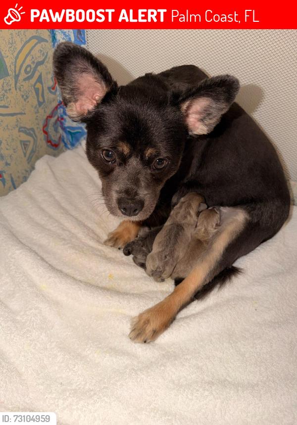 Lost Female Dog last seen Barkwood lane, Palm Coast, FL 32137