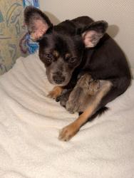 Lost Female Dog last seen Barkwood lane, Palm Coast, FL 32137