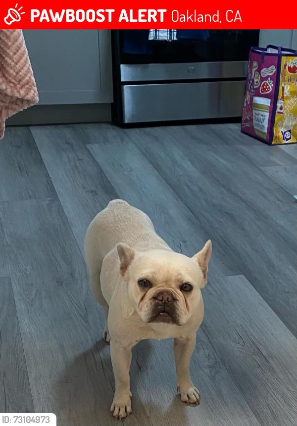 Lost Female Dog last seen 69th Ave & International near Lockwood Elementary and Bethel Church, Oakland, CA 94621