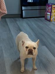 Lost Female Dog last seen 69th Ave & International near Lockwood Elementary and Bethel Church, Oakland, CA 94621