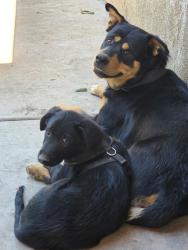 Lost Male Dog last seen Caldwell and lovers Lane, Visalia, CA 93292