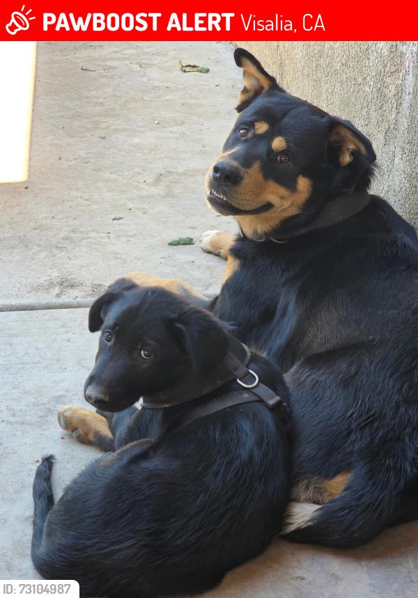 Lost Male Dog last seen Caldwell and lovers Lane, Visalia, CA 93292