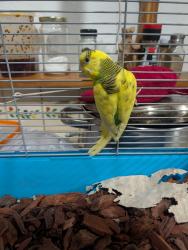 Found/Stray Female Bird last seen Trailhead, Albuquerque, NM 87120