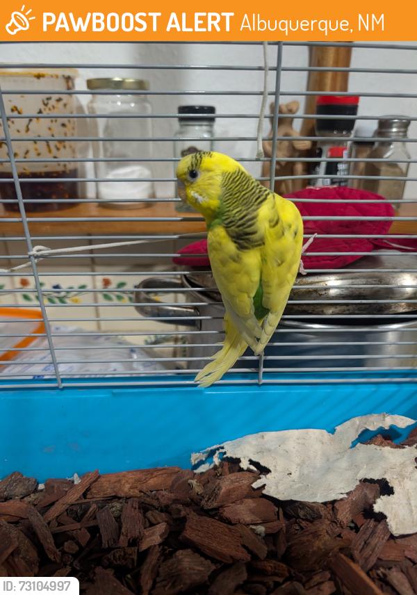 Found/Stray Female Bird last seen Trailhead, Albuquerque, NM 87120