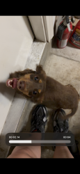 Reunited Female Dog last seen Painted Daisy, San Antonio, TX 78253