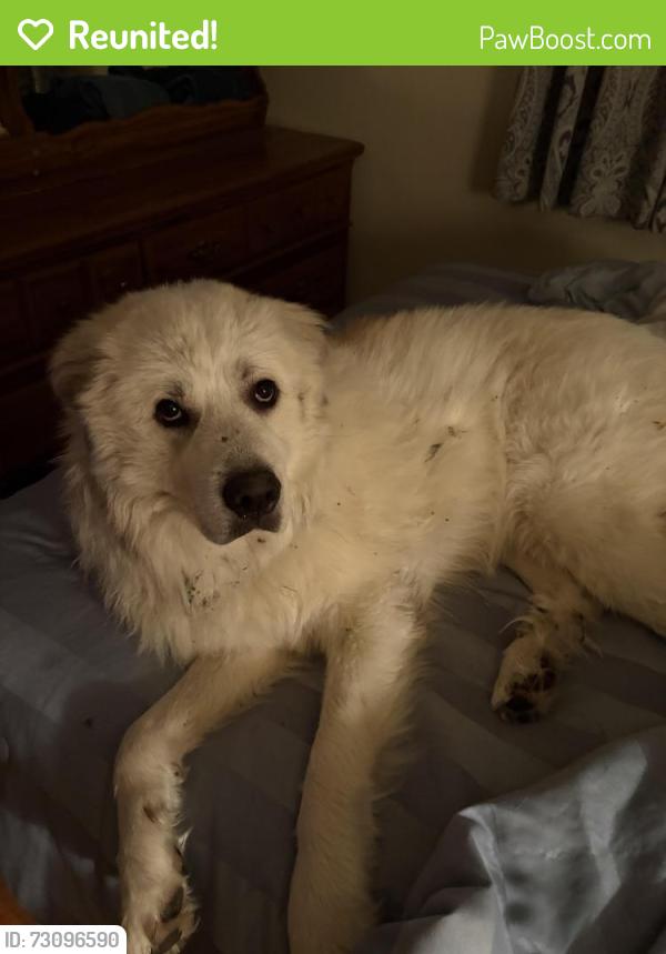 Reunited Male Dog last seen Near North Street Morrisville NY 13408, Morrisville, NY 13408