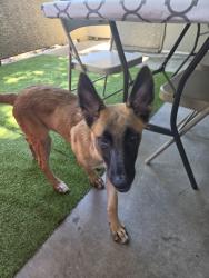 Found/Stray Male Dog last seen Westview Pkwy, San Diego, CA 92126