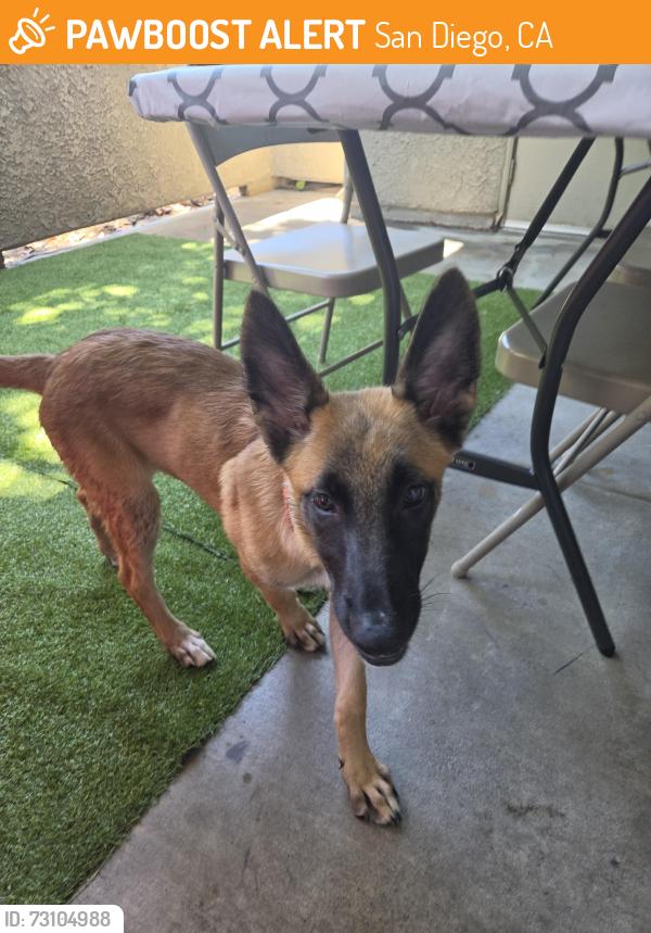 Found/Stray Male Dog last seen Westview Pkwy, San Diego, CA 92126