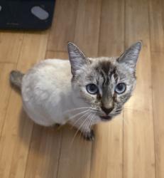 Reunited Female Cat last seen Lynrose and Cochin near Albertsons on live oak, Arcadia, Arcadia, CA 91006