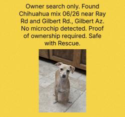 Found/Stray Unknown Dog last seen Gilbert Rd and Ray Rd, Gilbert, AZ 85296