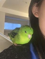Reunited Unknown Bird last seen Alder Ave, Fremont Blvd, Oak St., Blue Ridge St., Fremont, CA 94536