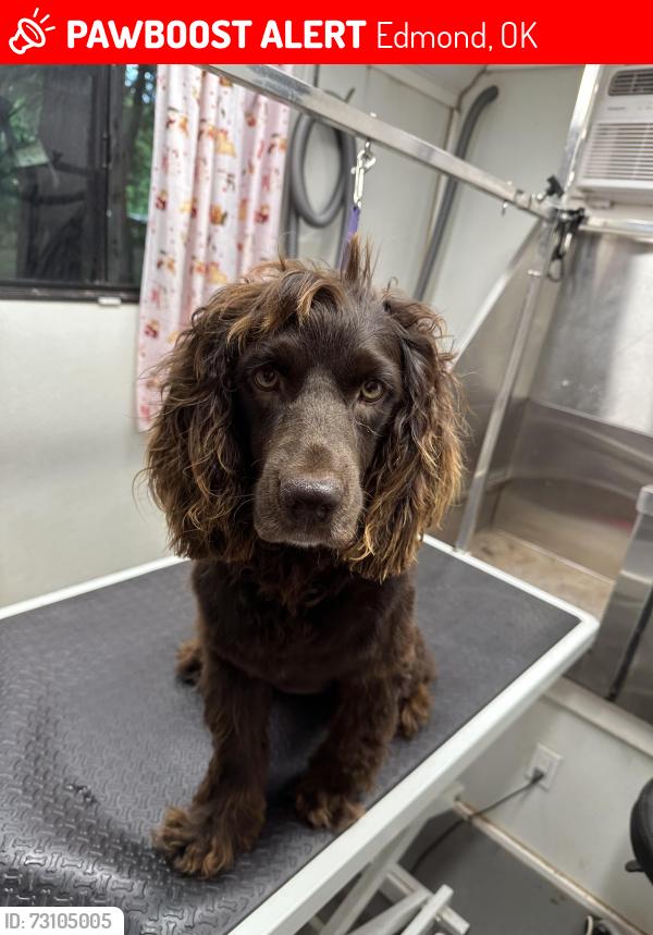 Lost Female Dog last seen 122nd and air depot, Edmond, OK 73013
