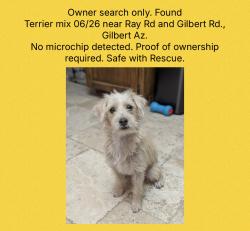 Found/Stray Unknown Dog last seen Gilbert Rd and Ray Rd, Gilbert, AZ 85296