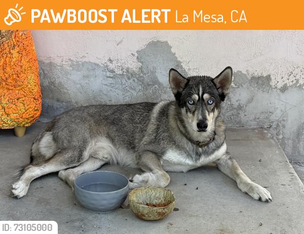 Found/Stray Male Dog last seen Violet, La Mesa, CA 91941