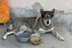 Found/Stray Male Dog last seen Violet, La Mesa, CA 91941