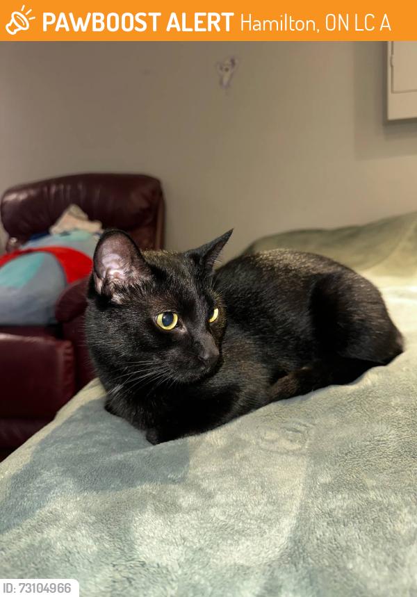 Found/Stray Female Cat last seen Upper James and Mohawk rd east, Hamilton, ON L9C 3A3